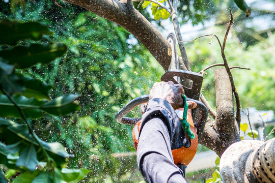 Tree Services in St Paul MN