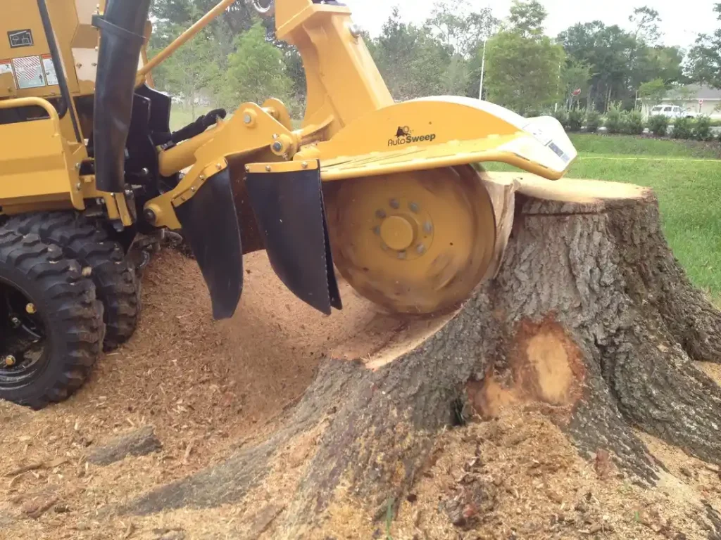 Trusted Stump Removal Services in Walker LA