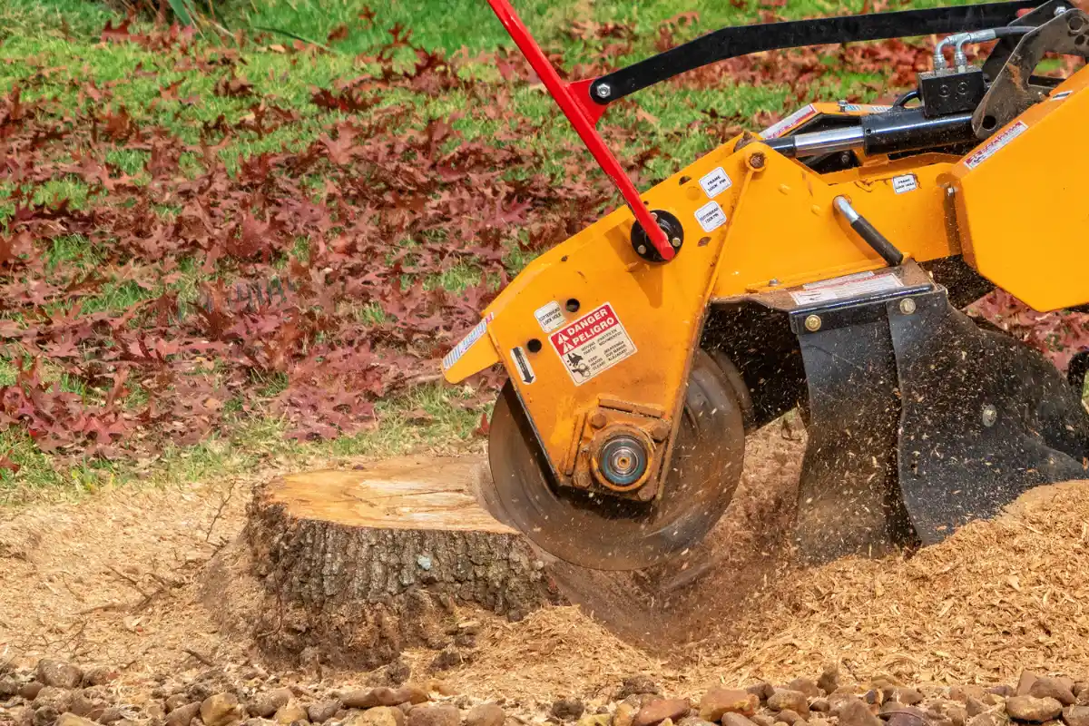 Trusted Stump Removal Services in Walker LA