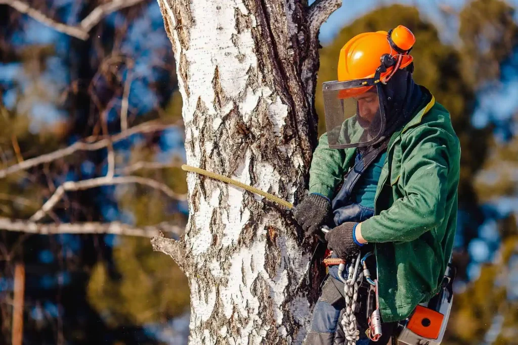 Tree Care in Woodsboro MD