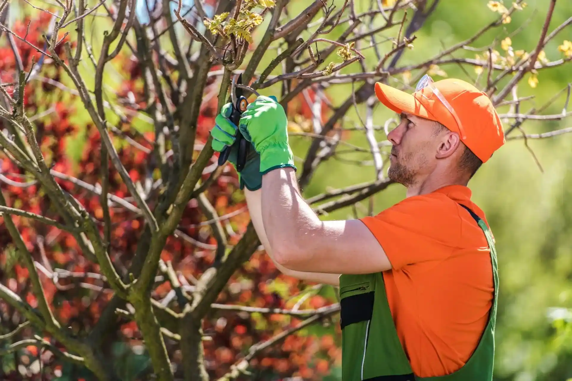 Expert Tree Removal & Crane Services in Woodsboro MD